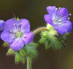 Scorpion Weed  20 x 30  photo on metal76